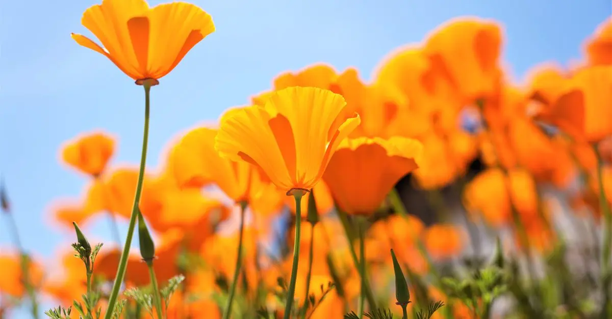 Cómo crear un jardín de flores silvestres: guía práctica