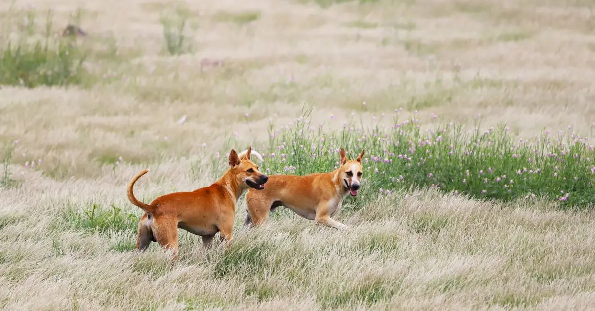 10 Essential Tips for Keeping Your Pet Engaged and Happy
