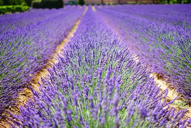 10 Astuces pour Cultiver des Plantes Aromatiques à Succès