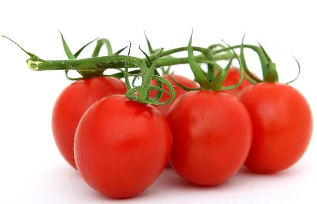 Comment réussir la culture des tomates dans votre jardin
