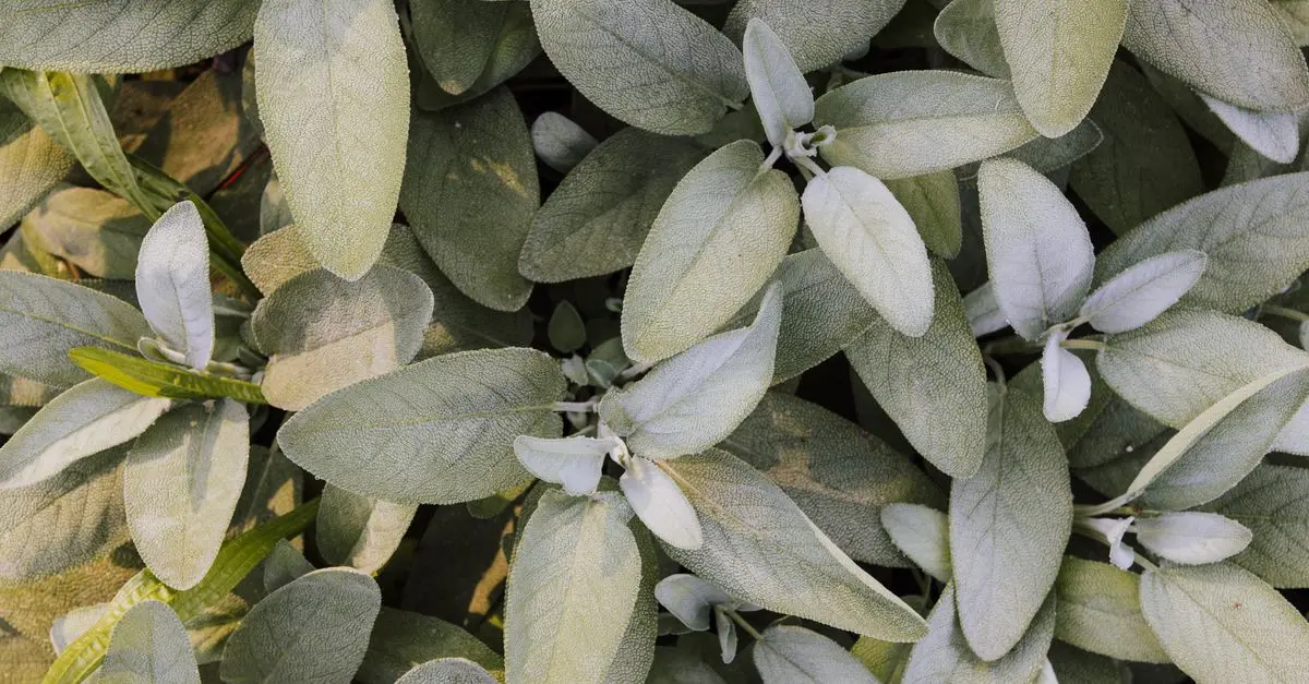 Understanding Aromatherapy: A Beginner's Guide