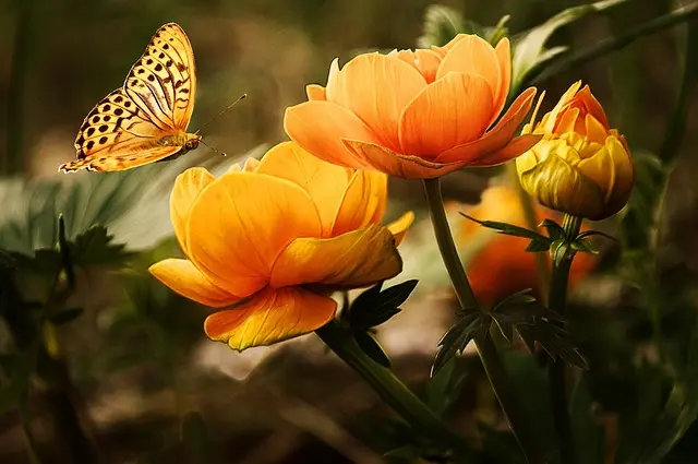 10 conseils pratiques pour créer un jardin sauvage accueillant