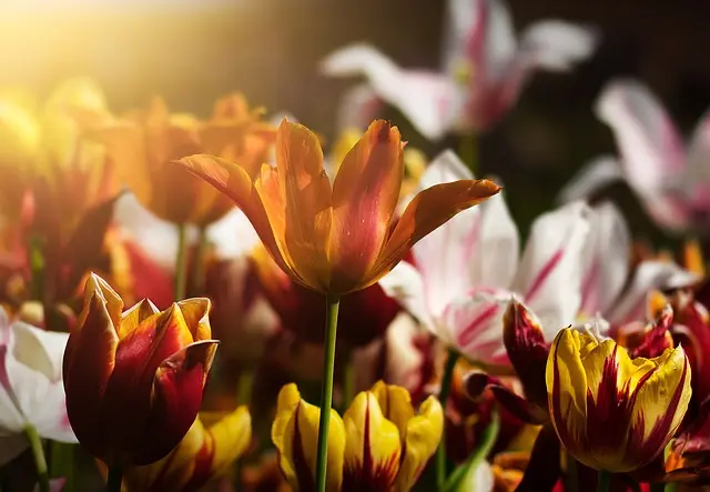 Comment choisir les plantes idéales pour un jardin ensoleillé
