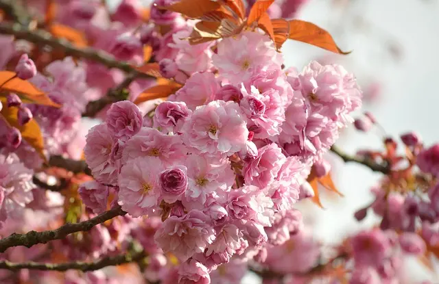 10 Rituels Coréens de Printemps à Adopter pour Équilibrer Votre Vie