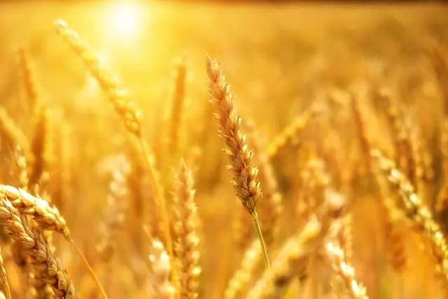 Les outils de ferme à connaître pour améliorer votre rendement