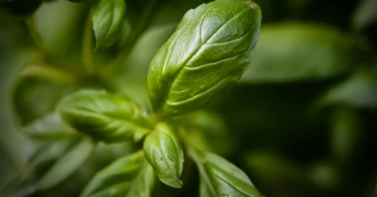 Cómo hacer un pesto perfecto: receta y secretos del chef