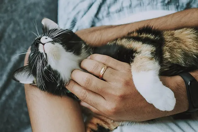 10 Essential Tips for Introducing a New Pet to Your Home