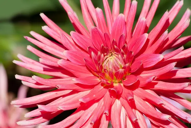 Cómo hacer un jardín de flores perennes que florezca todo el año