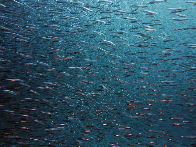 Comment bien choisir son équipement pour pratiquer la pêche en mer