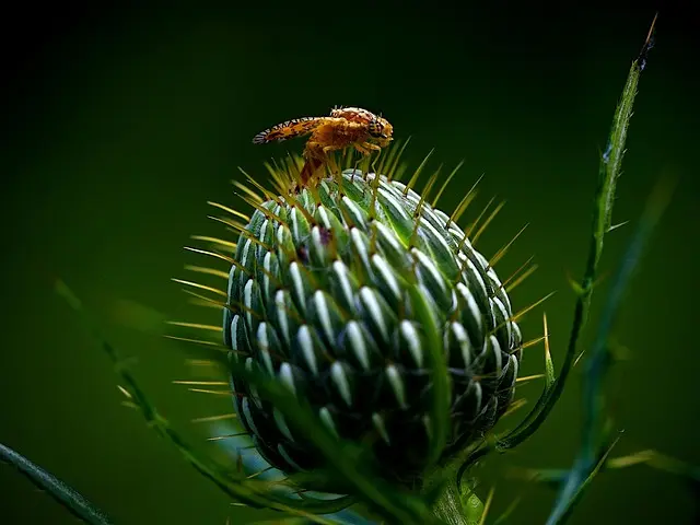 Comment Protéger Vos Plantes des Ravageurs : Solutions Efficaces
