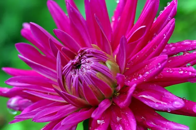 Comment Réussir un Écosystème Durable dans Votre Micro-Jardin