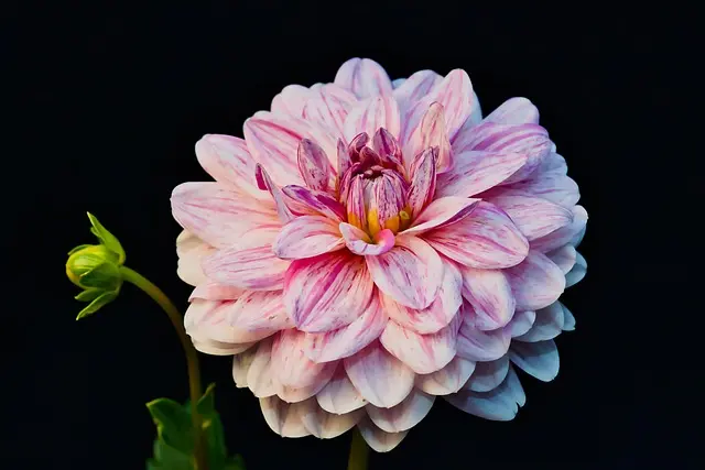 Les bienfaits des fleurs CBD pur pour la créativité