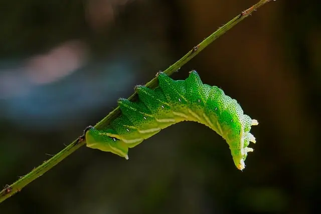 10 Plantes Parfaites Pour Créer Un Jardin Écologique