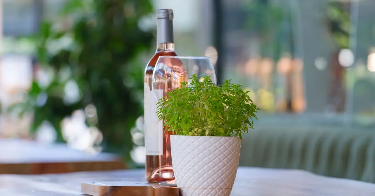 Understanding Different Types of Wine for Beginners