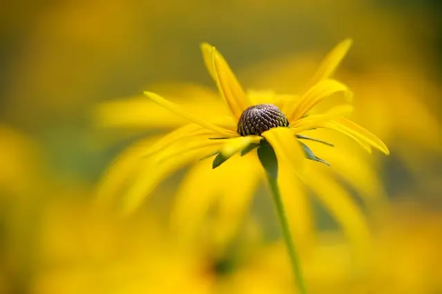 Cómo elegir las plantas perfectas para un jardín sostenible