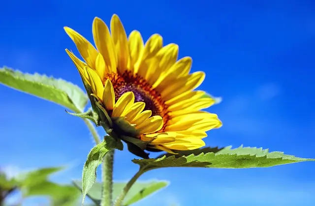 Cómo elegir las mejores flores para tu jardín: consejos clave