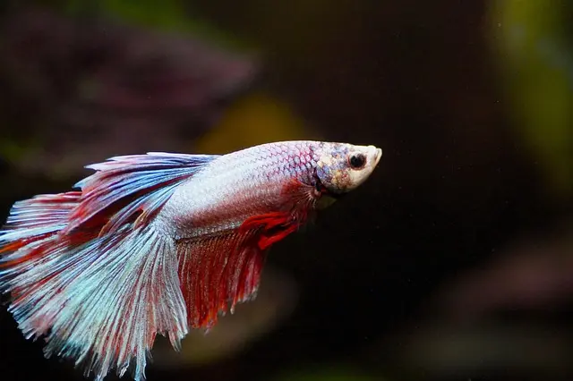 Les poissons des lacs du monde : biodiversité et adaptations