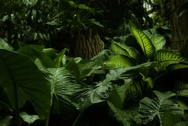 Pourquoi Découvrir le Suriname : Un Joyau Méconnu à Explorer