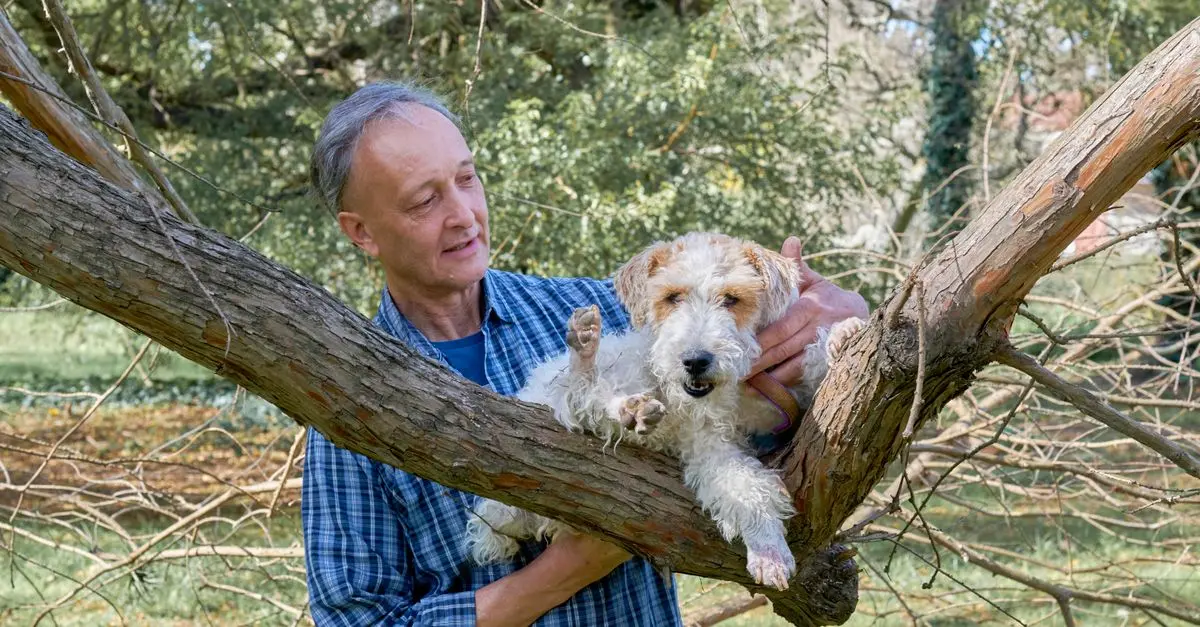 Les phobies fréquentes chez les animaux seniors et comment y remédier