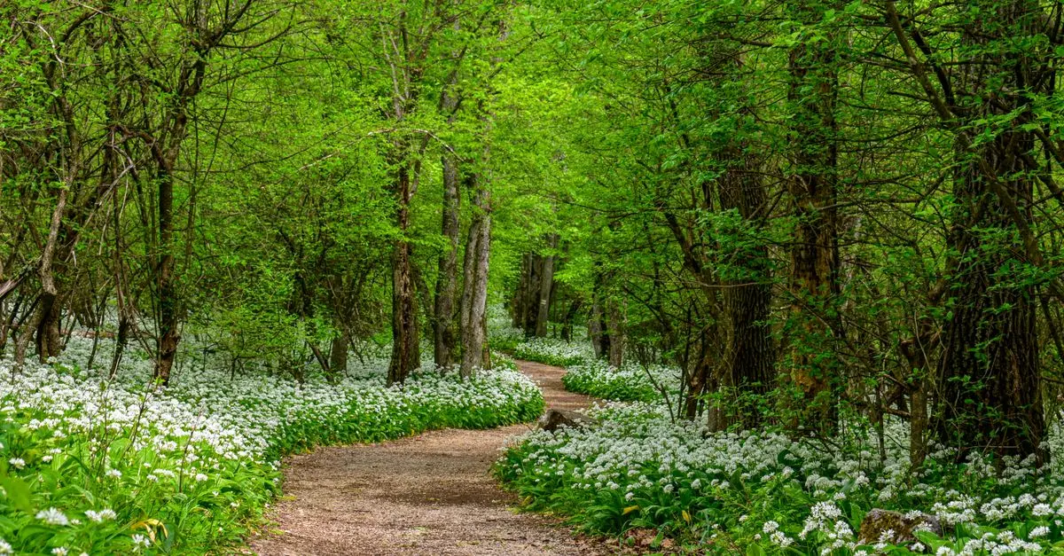 Les itinéraires insolites à explorer en pleine nature