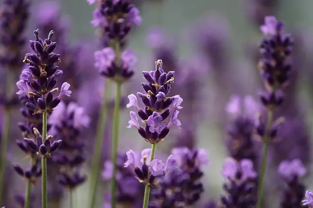 Come Scegliere le Piante Aromatiche per Ogni Stagione