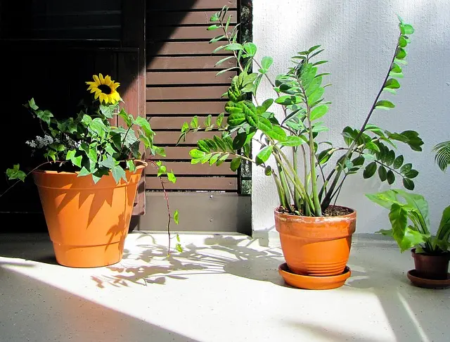 Comment Choisir les Meilleures Plantes pour un Micro-Jardin