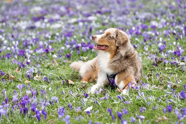 10 Essential Tips for Choosing Pet-Friendly Outdoor Furniture