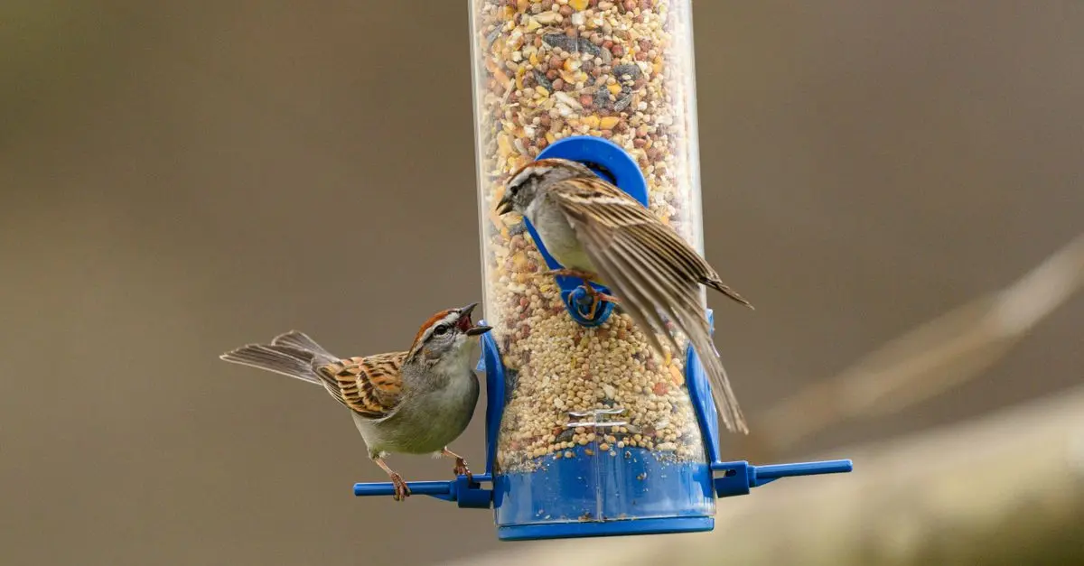 Les oiseaux méconnus de nos jardins : comment les identifier