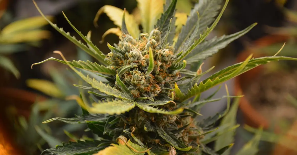 Comment optimiser votre expérience avec les fleurs CBD pur
