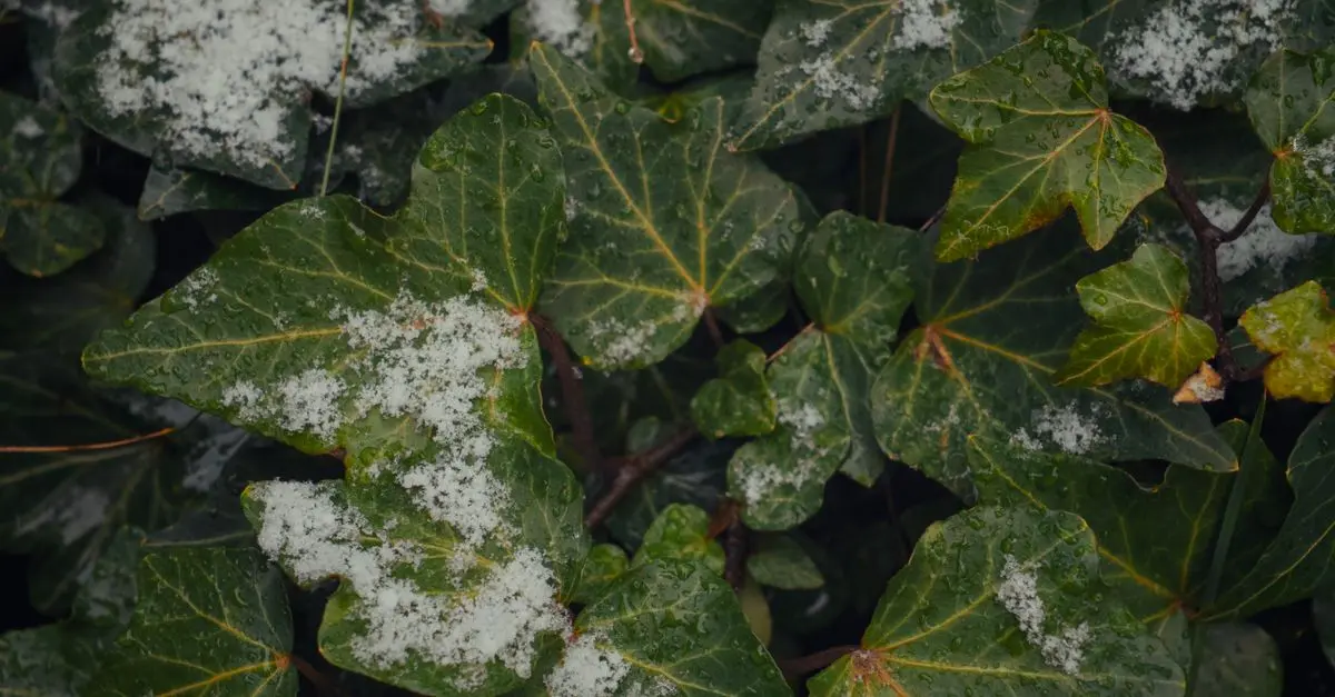 Les Légumes à Cultiver en Hiver : Guide Pratique