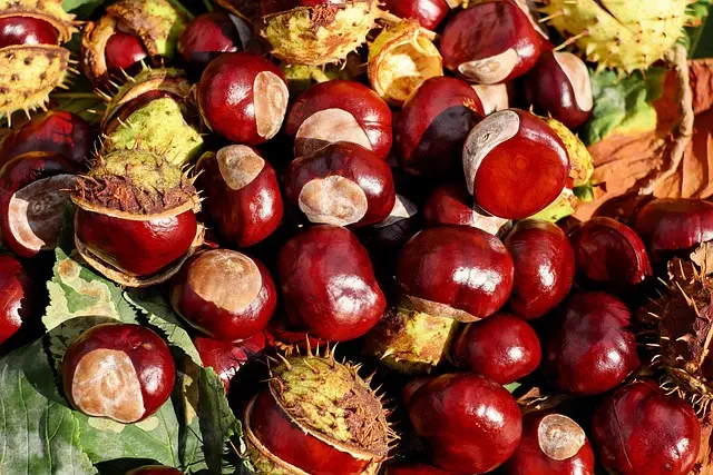 Les 10 Meilleurs Aliments à Intégrer dans Votre Plan d'Alimentation Saine