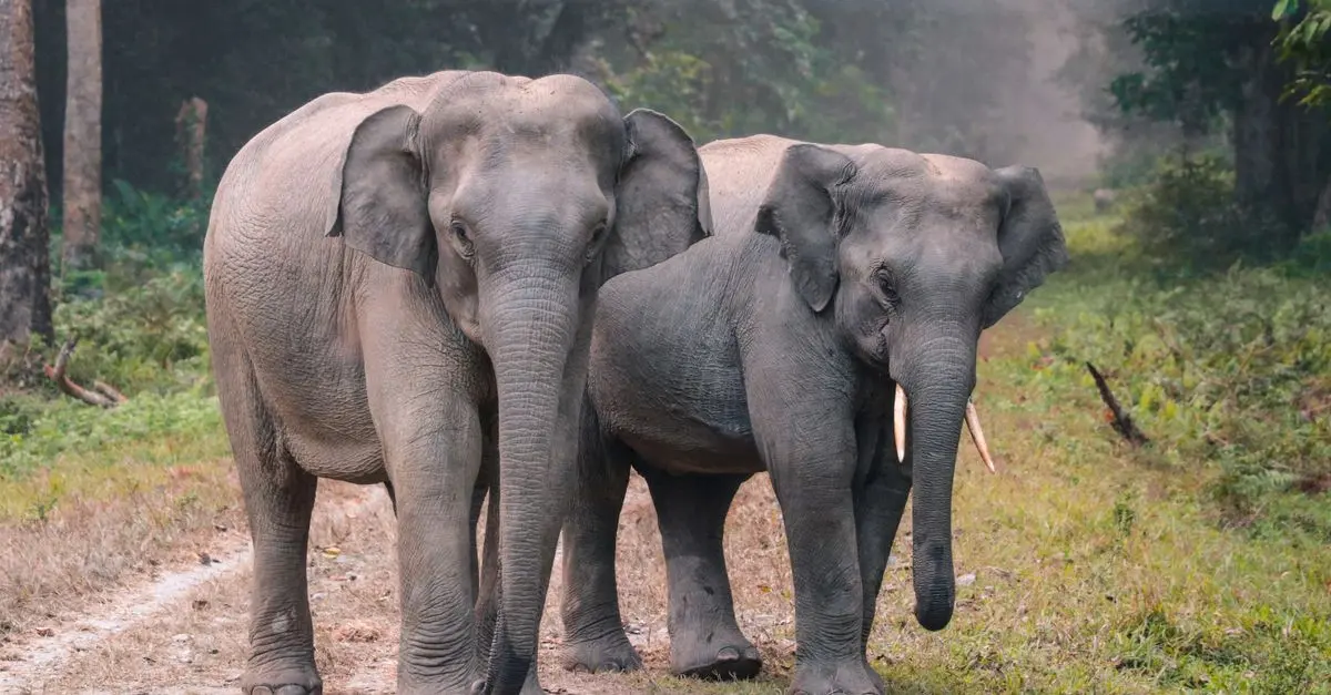 Conservation Animale et Écotourisme : Ce que Vous Devez Savoir