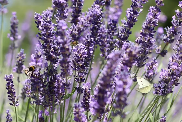 Cómo crear un jardín de flores que atraiga polinizadores