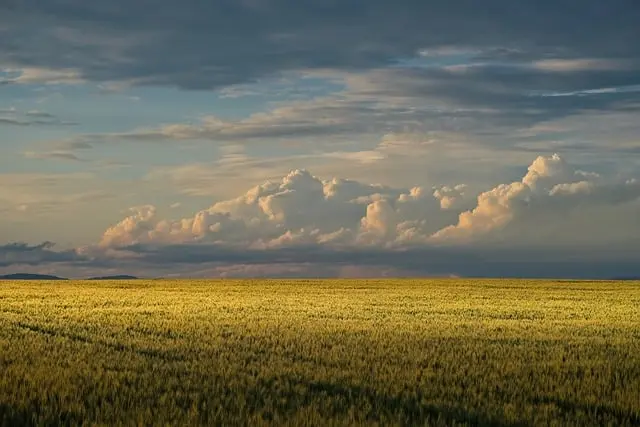 Comment choisir le bon système d'irrigation pour vos cultures