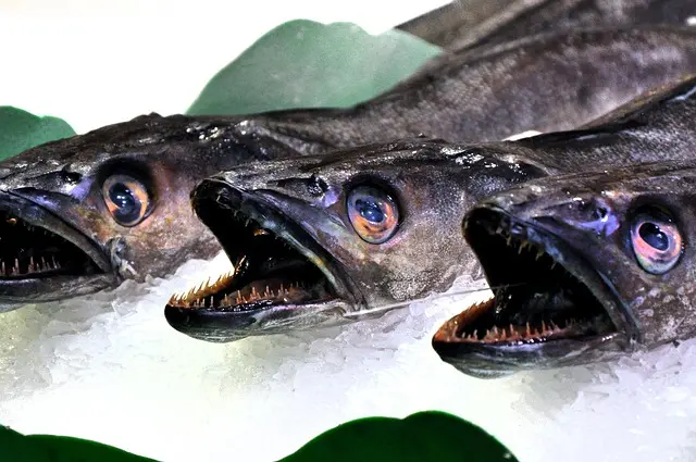 Les Meilleures Méthodes Pour Conserver le Poisson Frais