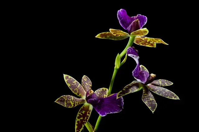 10 astuces pour réussir votre jardin bio en toute saison