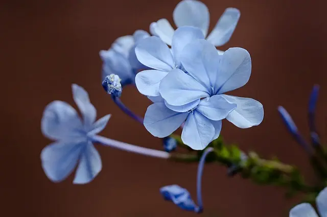 10 Plantes Résistantes à Cultiver dans Votre Jardin