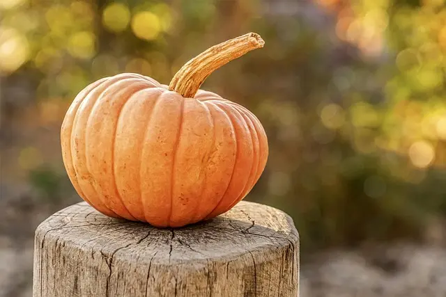 Comment créer une décoration de citrouilles et fantômes originale