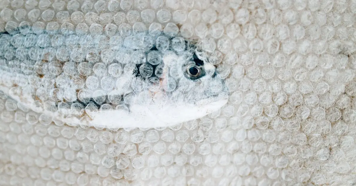 Les espèces menacées de poissons à suivre en 2026