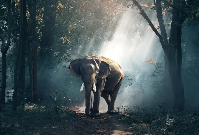 Comment Observer la Faune lors de Vos Expéditions Nature