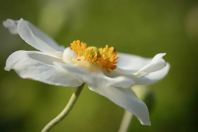 Comment Créer Un Jardin Écologique en 5 Étapes Clés
