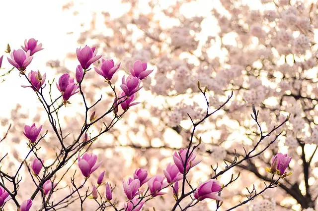 Come Coltivare Piante Resistenti alla Siccità nel Giardino