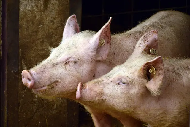 Les bienfaits de l'agriculture bio pour votre santé