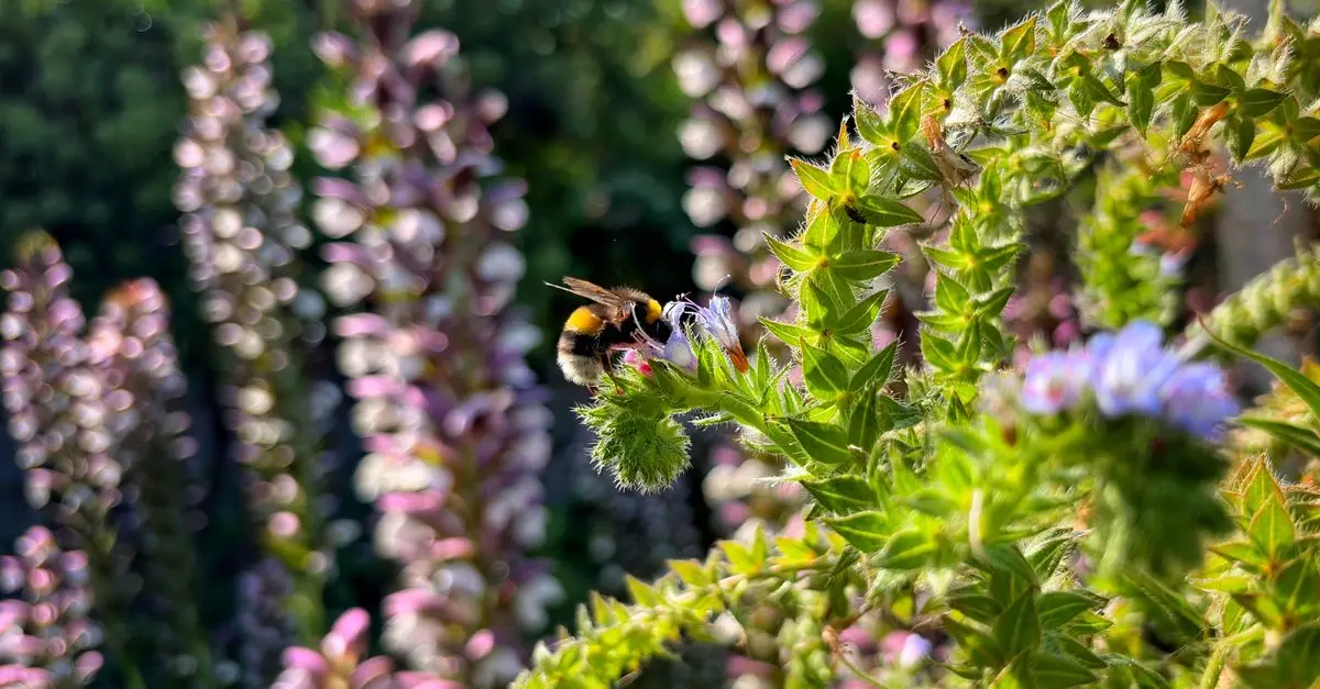 Comment créer un jardin de biodiversité pour attirer la faune