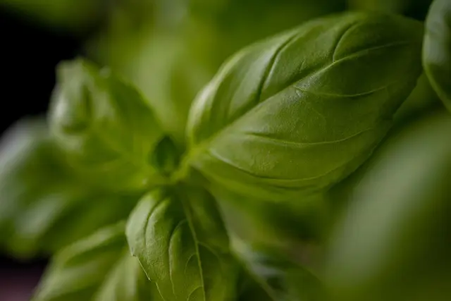 Cómo hacer un Pesto Perfecto: Receta y Secretos del Chef