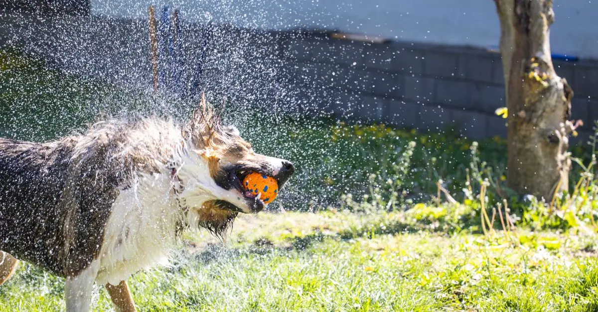 Understanding the Benefits of Animal Enrichment for Your Pet