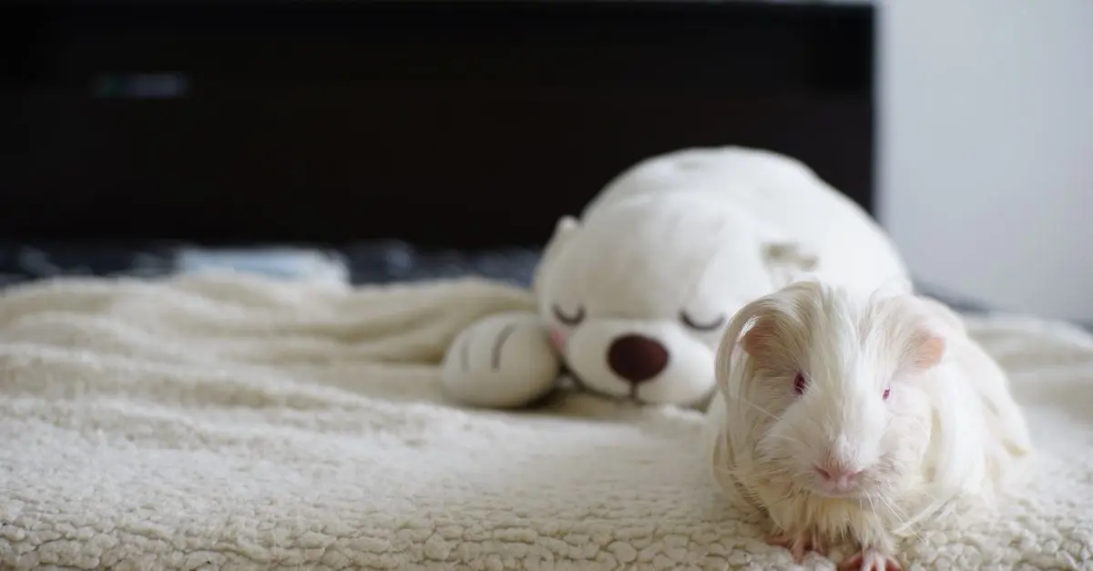 How to Create a Cozy Habitat for Your Pet
