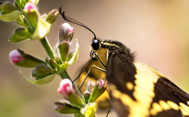 Comment choisir les meilleures plantes pour attirer les pollinisateurs