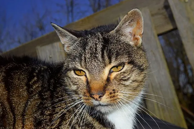 Comprehensive Guide to Caring for Senior Pets