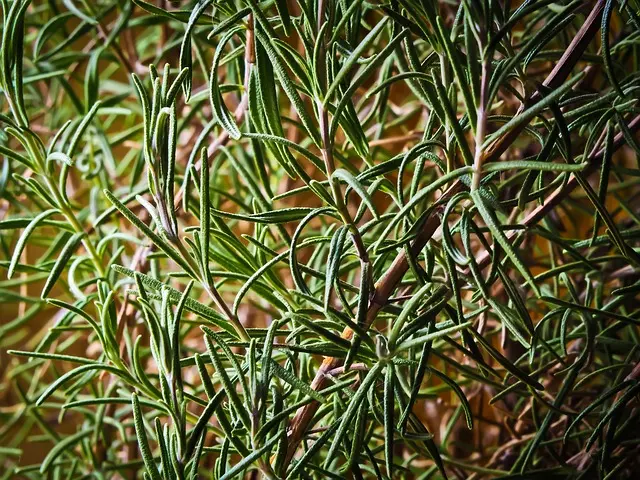 5 Plantes Méditerranéennes à Cultiver pour un Jardin Écologique